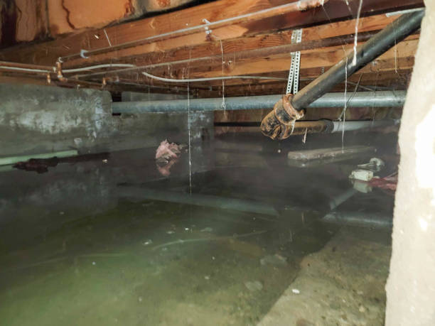 Best Water damage restoration company  in Holton, KS