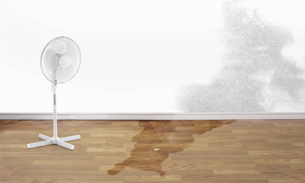 Best Flood restoration services  in Holton, KS